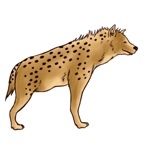 Hyena Drawing Modern Sketch