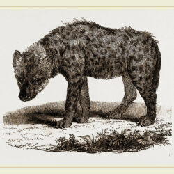 Hyena Drawing Picture