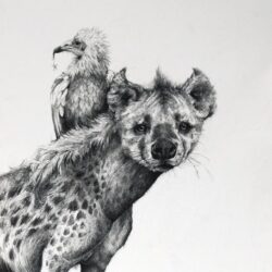 Hyena Drawing Professional Artwork