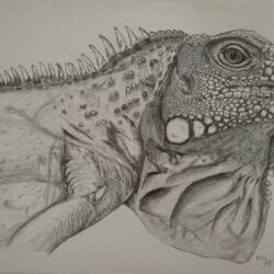 Iguana Drawing Art