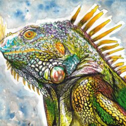 Iguana Drawing Artistic Sketching