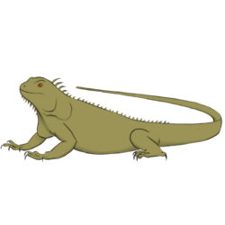 Iguana Drawing Creative Style