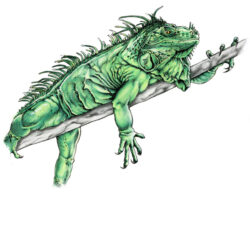 Iguana Drawing Detailed Sketch