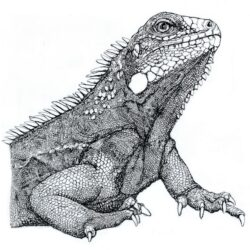 Iguana Drawing Fine Art