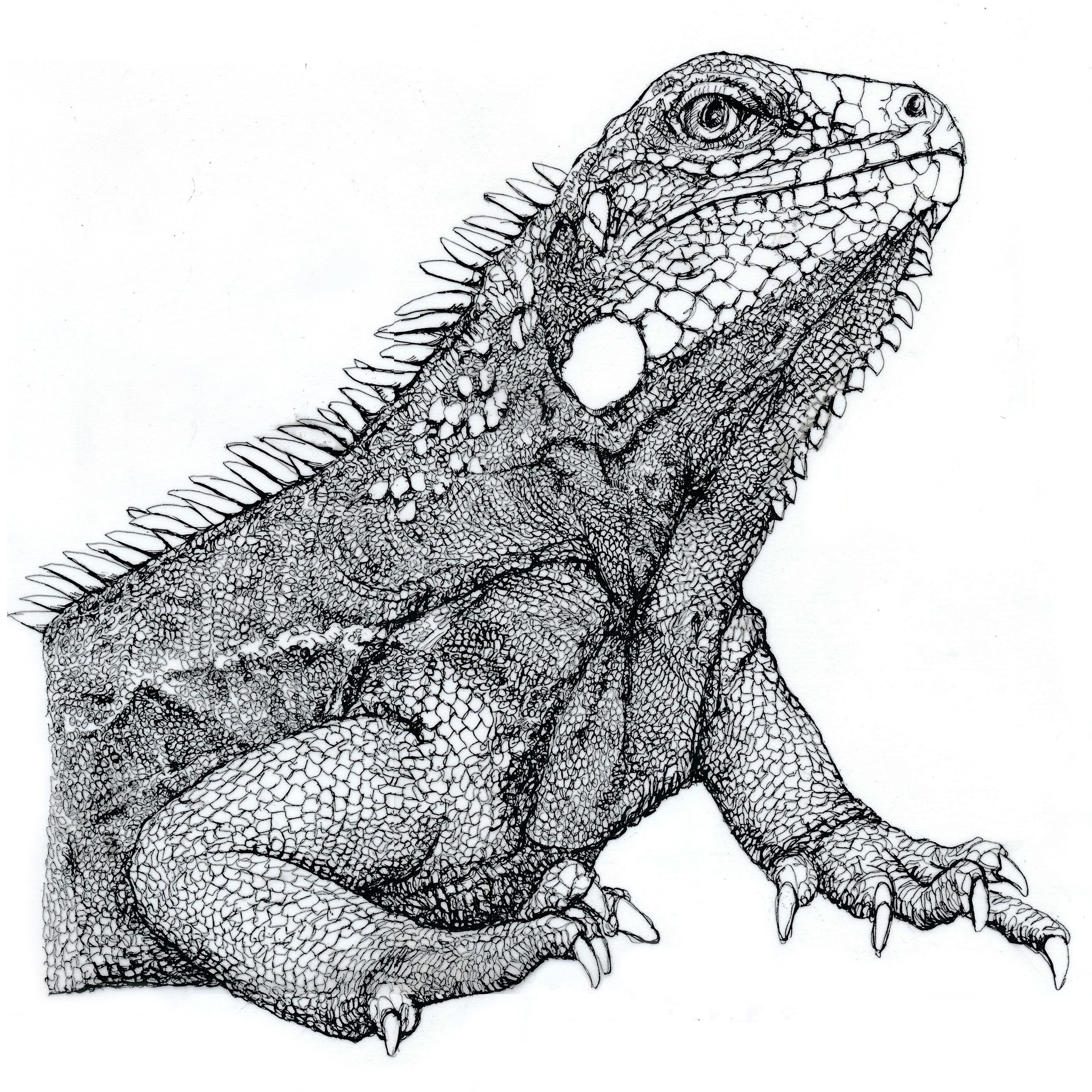 Iguana Drawing Fine Art