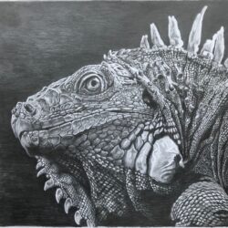 Iguana Drawing Hand Drawn Sketch