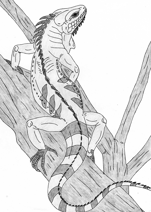 Iguana Drawing Hand Drawn