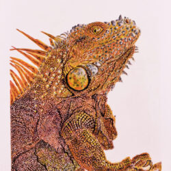 Iguana Drawing Image