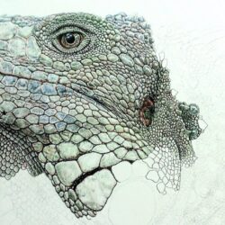 Iguana Drawing Modern Sketch