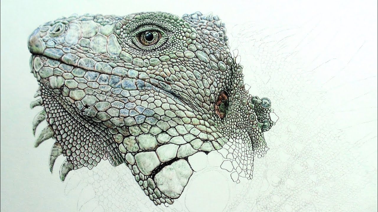 Iguana Drawing Modern Sketch