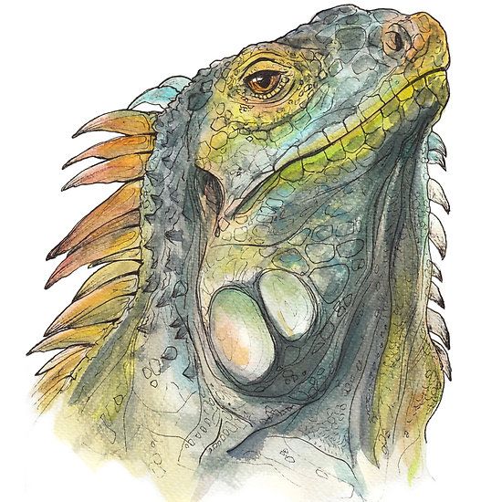 Iguana Drawing Photo