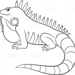 Iguana Drawing Picture