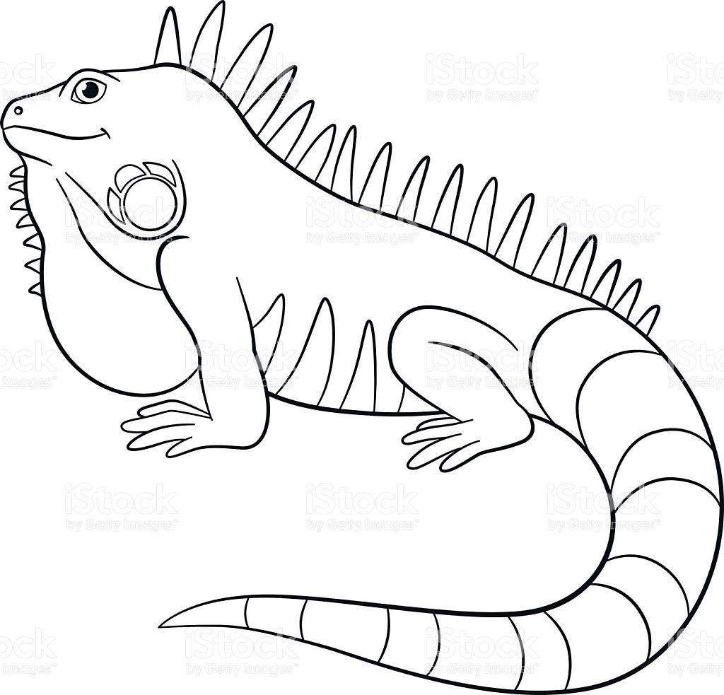 Iguana Drawing Picture