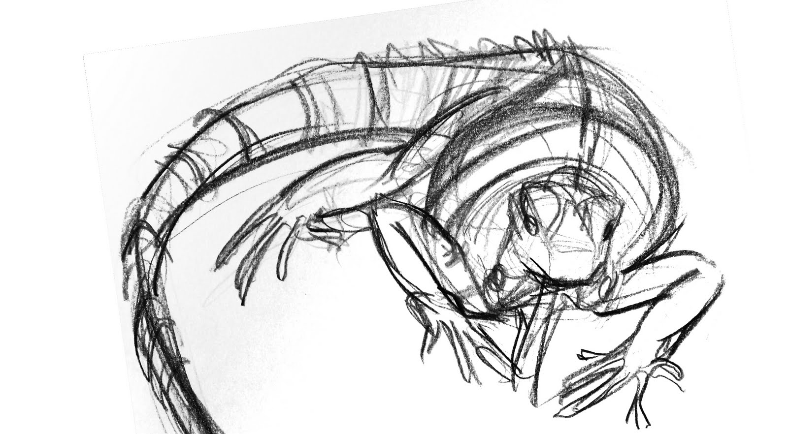 Iguana Drawing Realistic Sketch