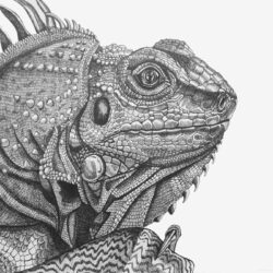 Iguana Drawing Sketch