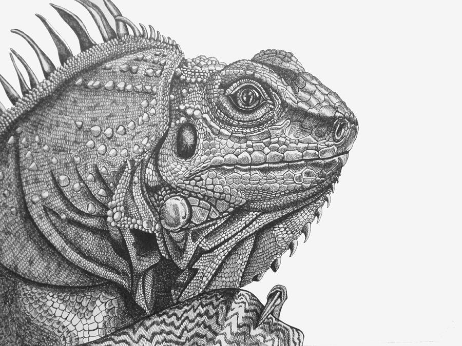 Iguana Drawing Sketch