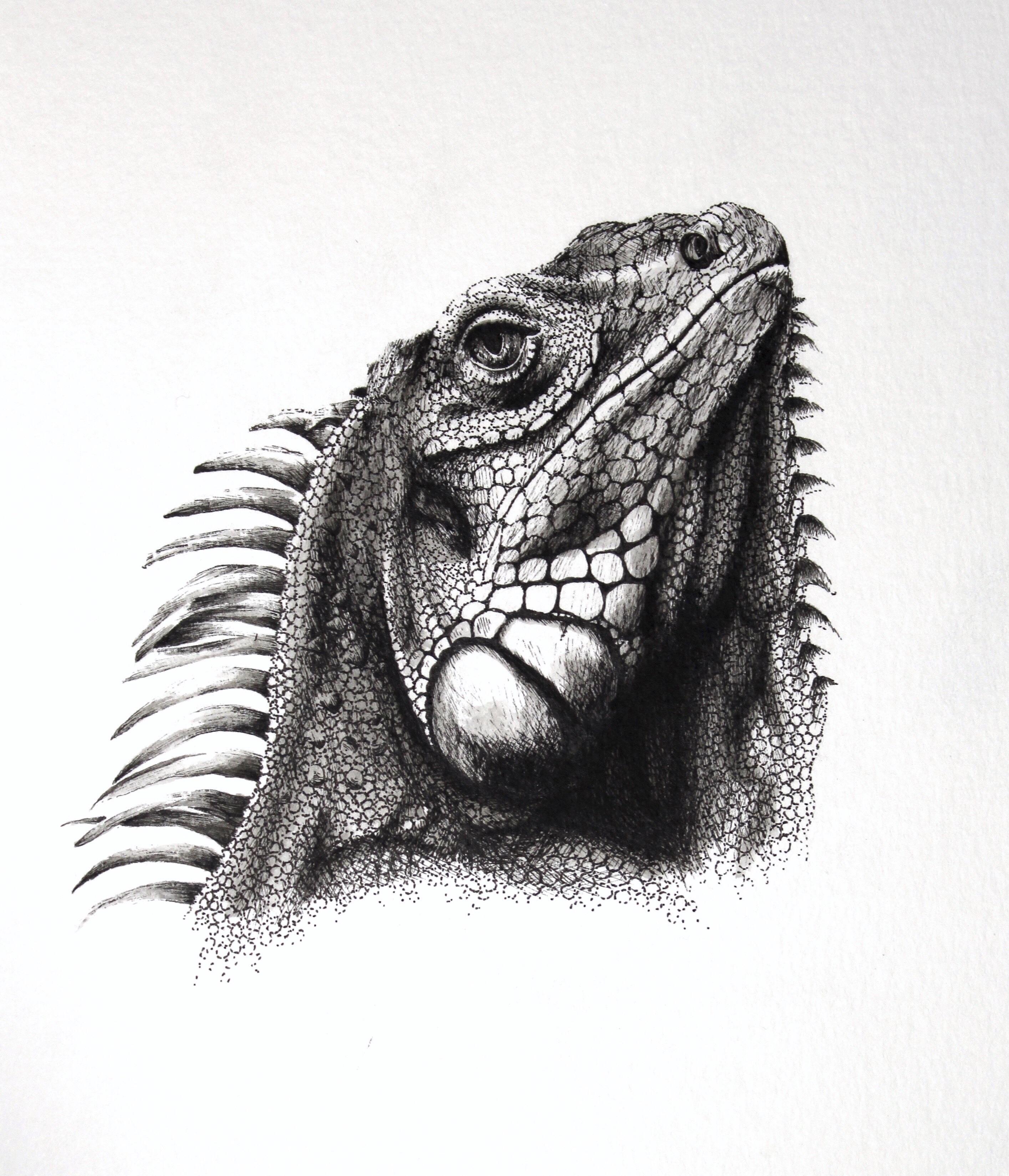 Iguana Drawing Unique Art