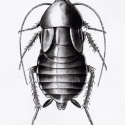 Insect Drawing