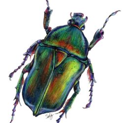 Insect Drawing Amazing Sketch