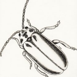 Insect Drawing Artistic Sketching