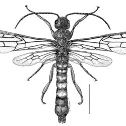 Insect Drawing Creative Style