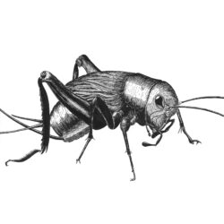 Insect Drawing Detailed Sketch