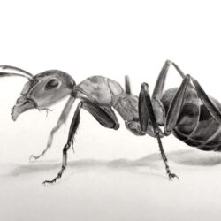 Insect Drawing Image