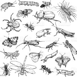 Insect Drawing Intricate Artwork