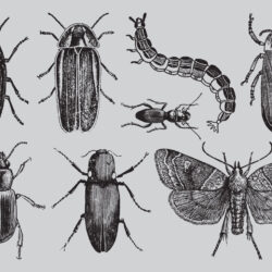 Insect Drawing Photo