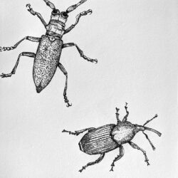 Insect Drawing Picture