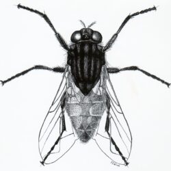 Insect Drawing Realistic Sketch