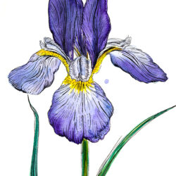 Iris Drawing Artistic Sketching