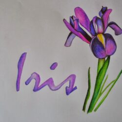 Iris Drawing Creative Style