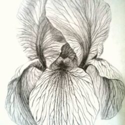 Iris Drawing Fine Art