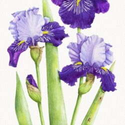 Iris Drawing Hand Drawn