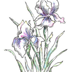 Iris Drawing Image