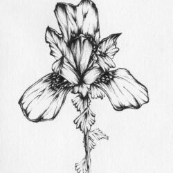 Iris Drawing Intricate Artwork