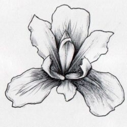 Iris Drawing Picture