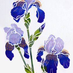 Iris Drawing Professional Artwork