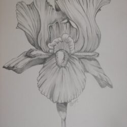 Iris Drawing Unique Art