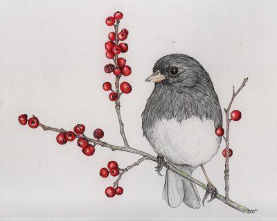 Junco, Birds, Migration, Habitats, Sparrows Drawing