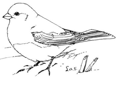 Junco, Birds, Migration, Habitats, Sparrows Drawing