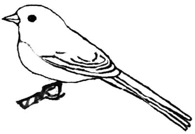 Junco, Bird, Species, Habitat, Migration Drawing