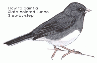 Junco, Birds, Migration, Habitats, Sparrows Drawing