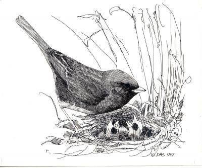 Junco, Bird, Migration, Habitat, Species Drawing