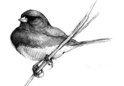 Finch Bird, Melodic, Small, Social, Agile, Colorful Drawing