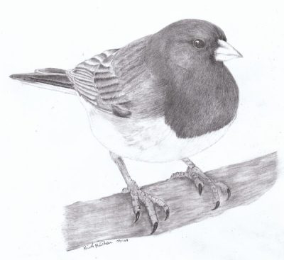 Junco, Birds, Migration, Habitats, Sparrows Drawing