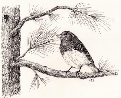 Junco, Birds, Migration, Habitats, Sparrows Drawing