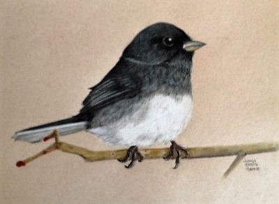 Junco, Birds, Migration, Habitats, Sparrows Drawing