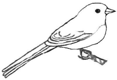 Junco, Bird, Migration, Habitat, Species Drawing